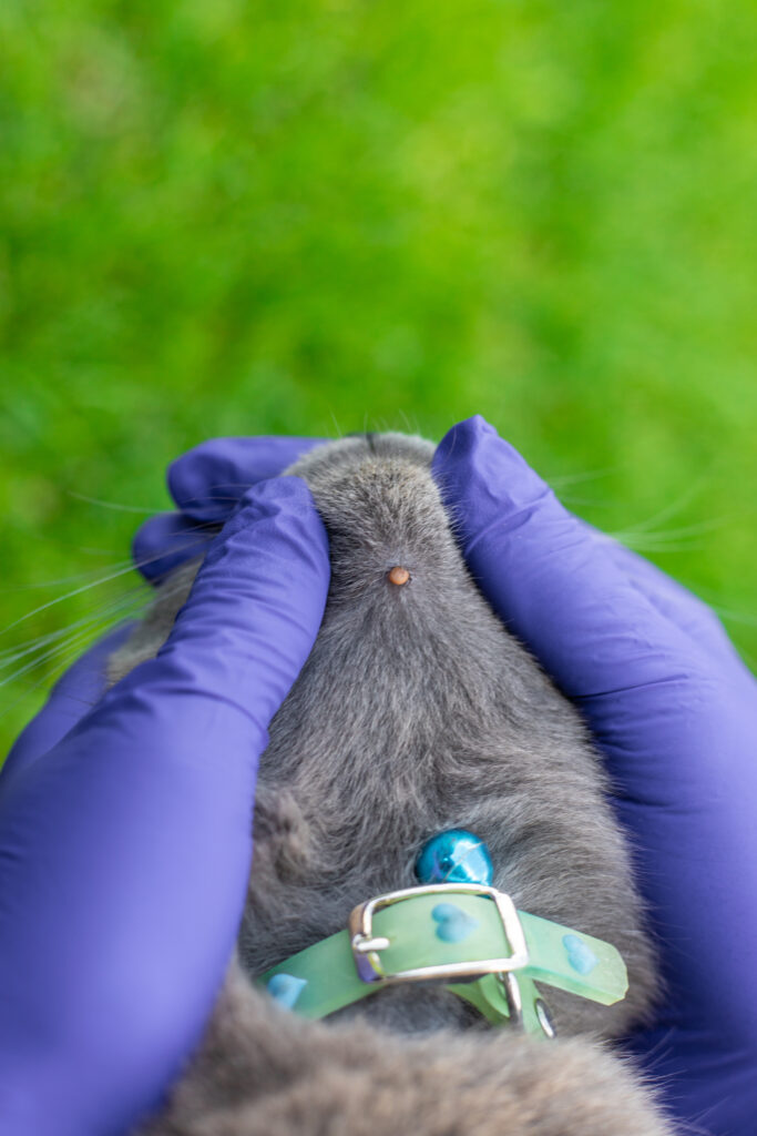 Tick on the back of a cat's neck, held gently with gloved hands; green grass in the background.