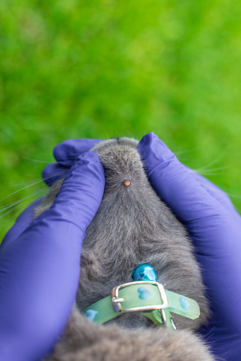 Tick on the back of a cat's neck, held gently with gloved hands; green grass in the background.