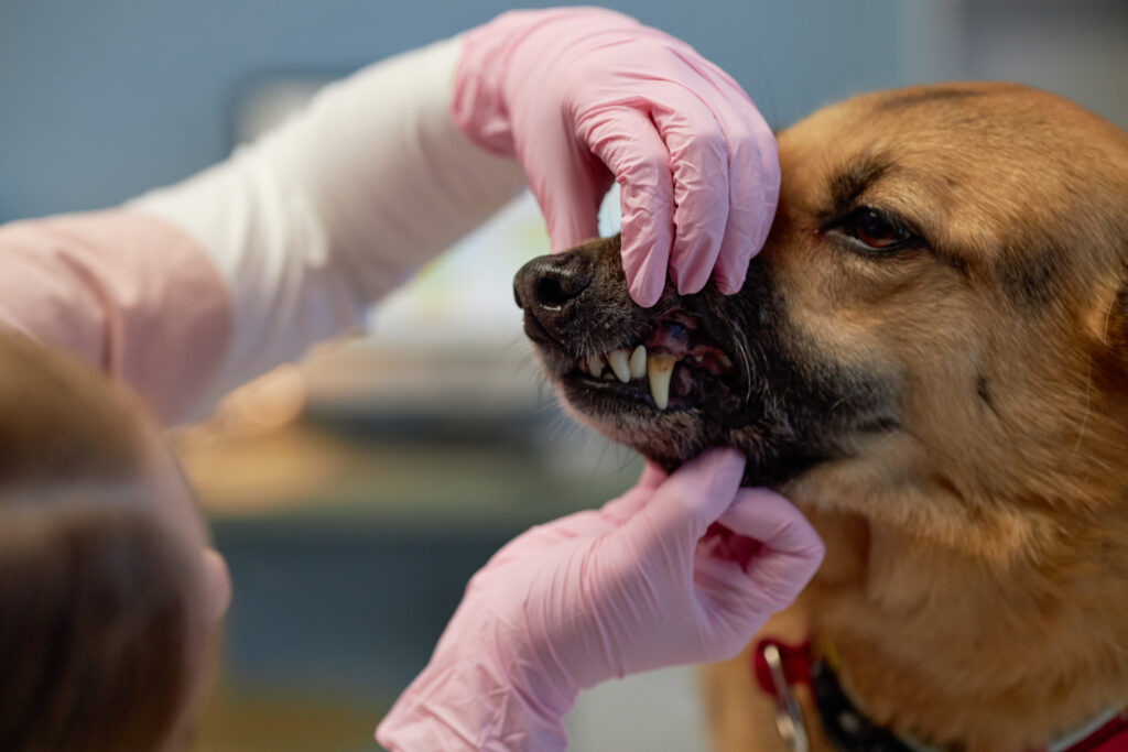Veterinarian in pink gloves examining the teeth of a mixed breed dog at a vet's office.