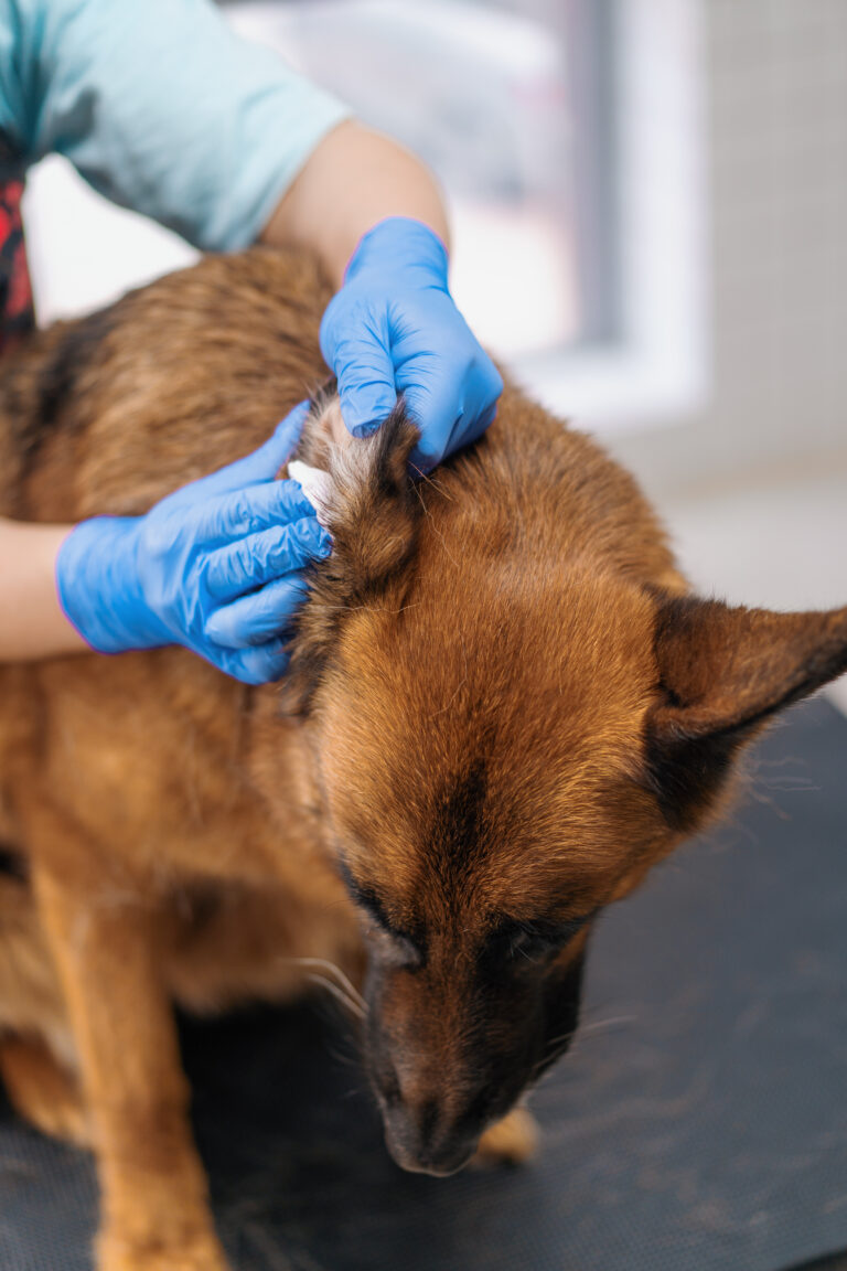 Groomer cleaning the ears of a German Shepherd while wearing blue gloves. The dog appears calm.