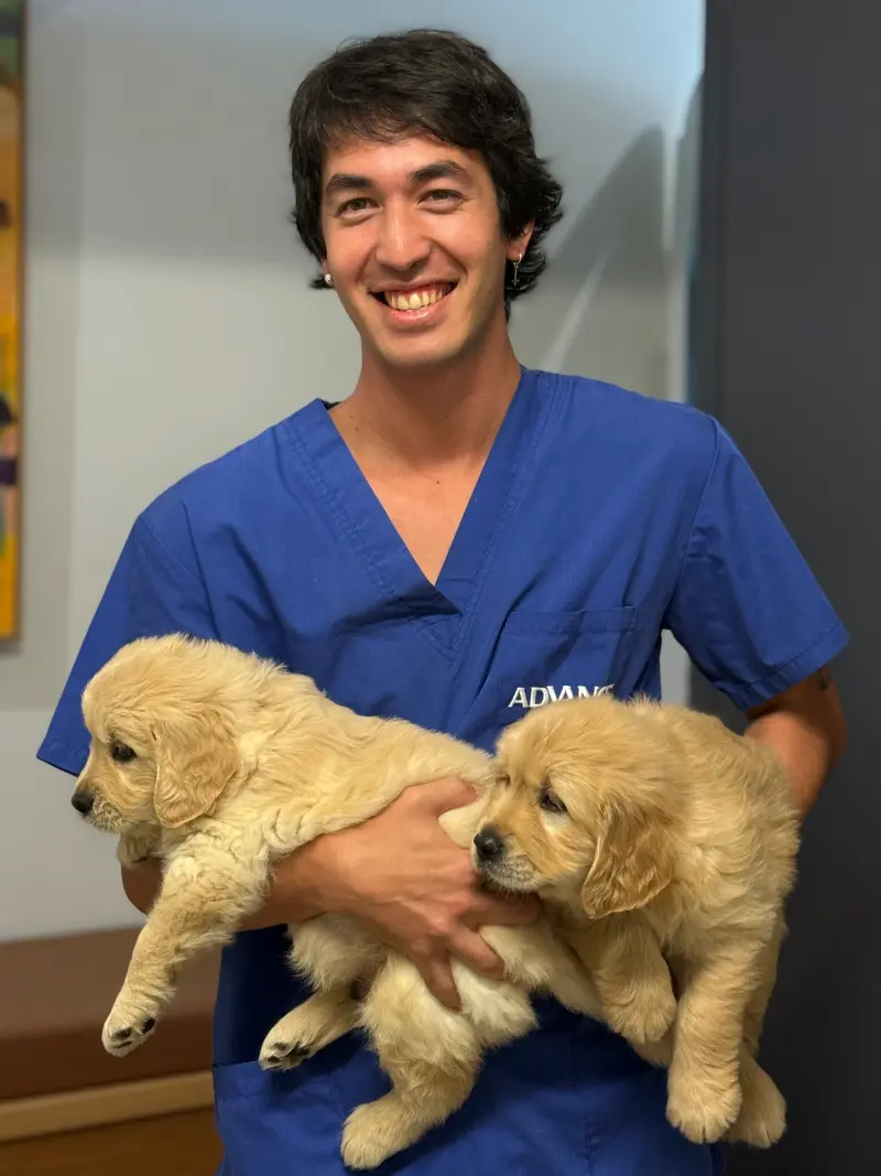 Smiling veterinary staff member in blue scrubs holds two golden retriever puppies.