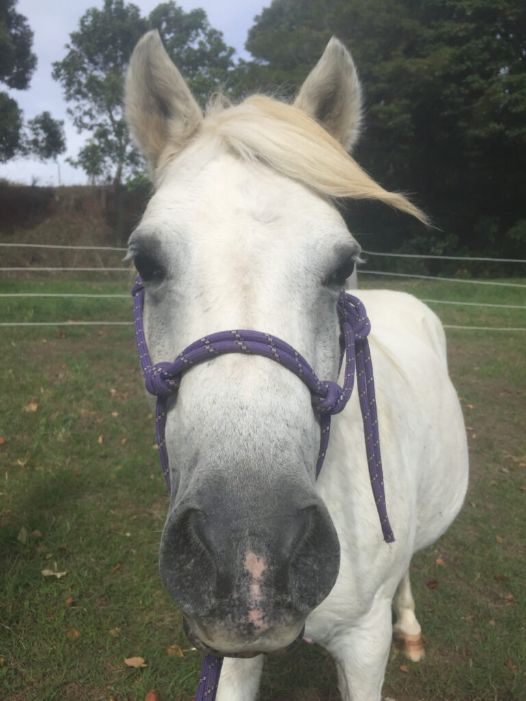 White horse with purple halter, standing in a grassy area with trees in the background.