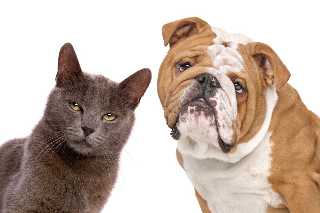 dog and cat