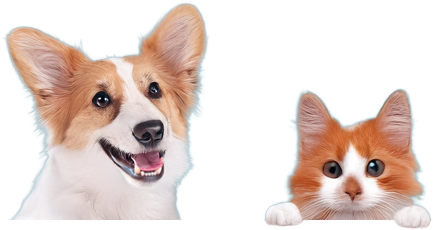 A corgi dog and a orange tabby kitten peeking over a white surface against a transparent background.