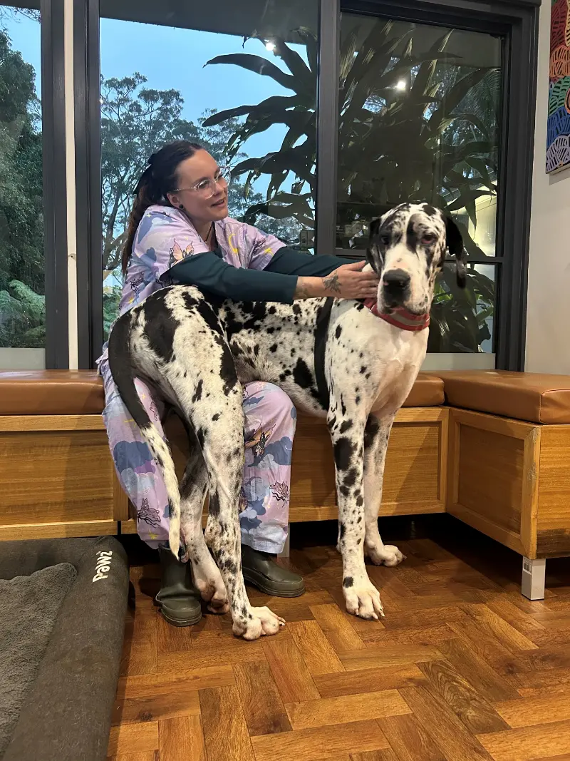 Veterinary professional gently handling a Great Dane in a clinic setting with wooden flooring and plants in the background.