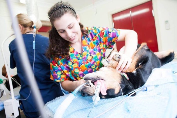 Veterinary nurse attends to a dog Veterinary nurse attends to a dog on a table, monitoring its health with medical equipment nearby.