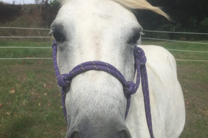 White horse with purple halter, standing White horse with purple halter, standing in a grassy area with trees in the background.