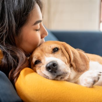 Adorable Beagle dog puppy sleeping on young female owner’s shoulder. Adorable Beagle dog puppy sleeping on young female owner's shoulder.