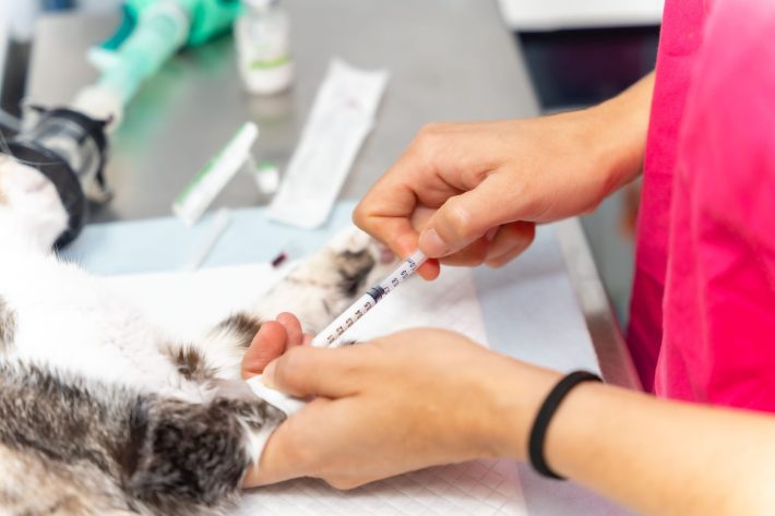 Closeup of female veterinarian hands pricking the anesthetic to the cat on the operating table A closeup of female veterinarian hands pricking the anesthetic to the cat on the operating table at Veterinary clinic
