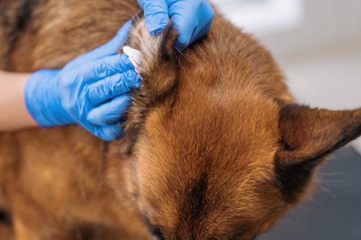 the-groomer-thoroughly-wipes-the-ears-of-a-shepher-2024-12-04-21-30-37-utc Groomer cleaning the ears of a German Shepherd while wearing blue gloves. The dog appears calm.