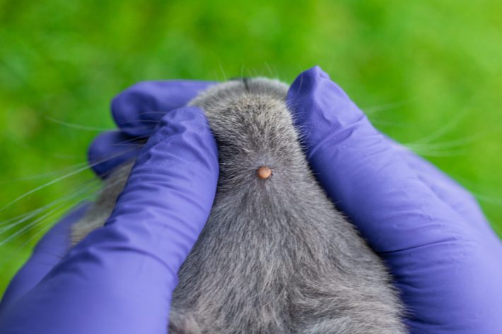 tick on a cat. Selective focus. Tick on the back of a cat's neck, held gently with gloved hands; green grass in the background.